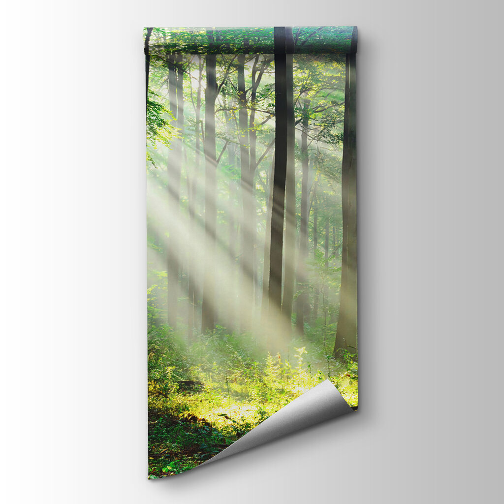 Boslicht door rechte stammen — productweergave