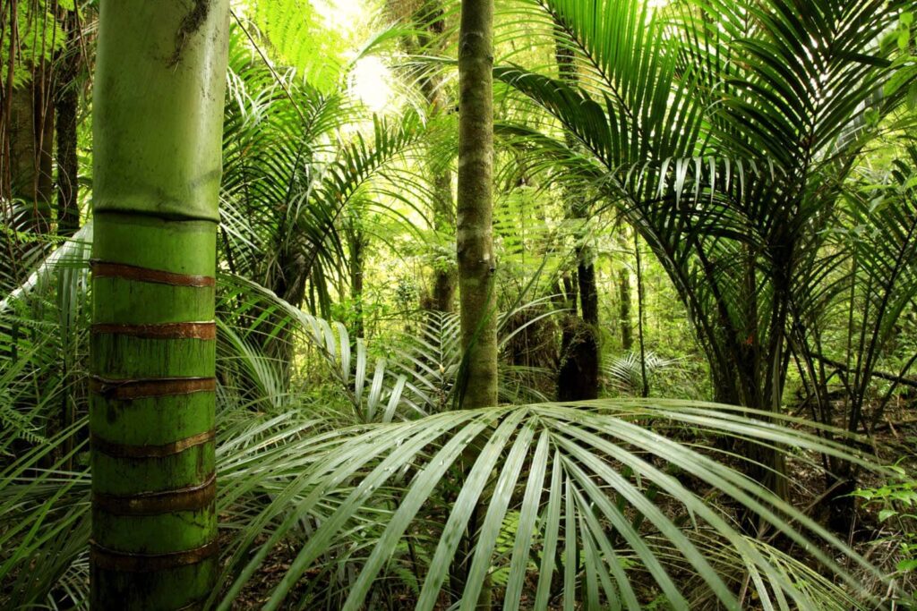 Diepgroen tropenbos — volledig ontwerp