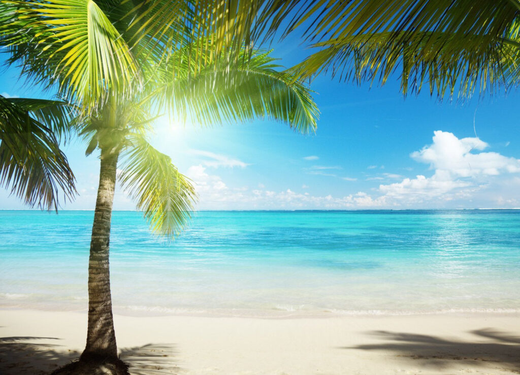 Palmbomen op een strand — volledig ontwerp