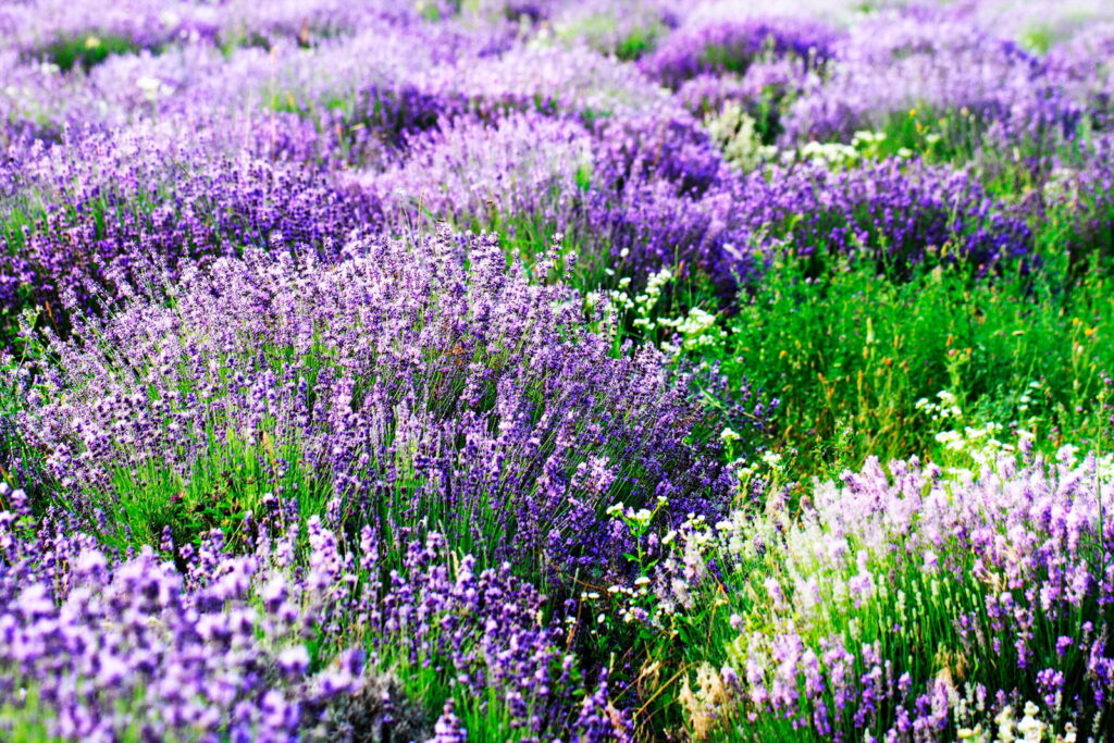 Lavendelplanten in golvende rijen — volledig ontwerp