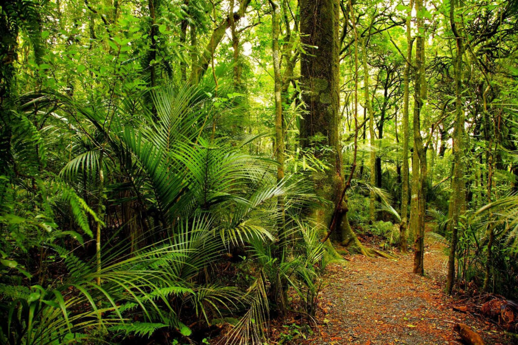 Junglepad langs grote varens — volledig ontwerp