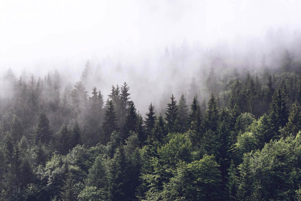 Nevel boven het bos — volledig ontwerp