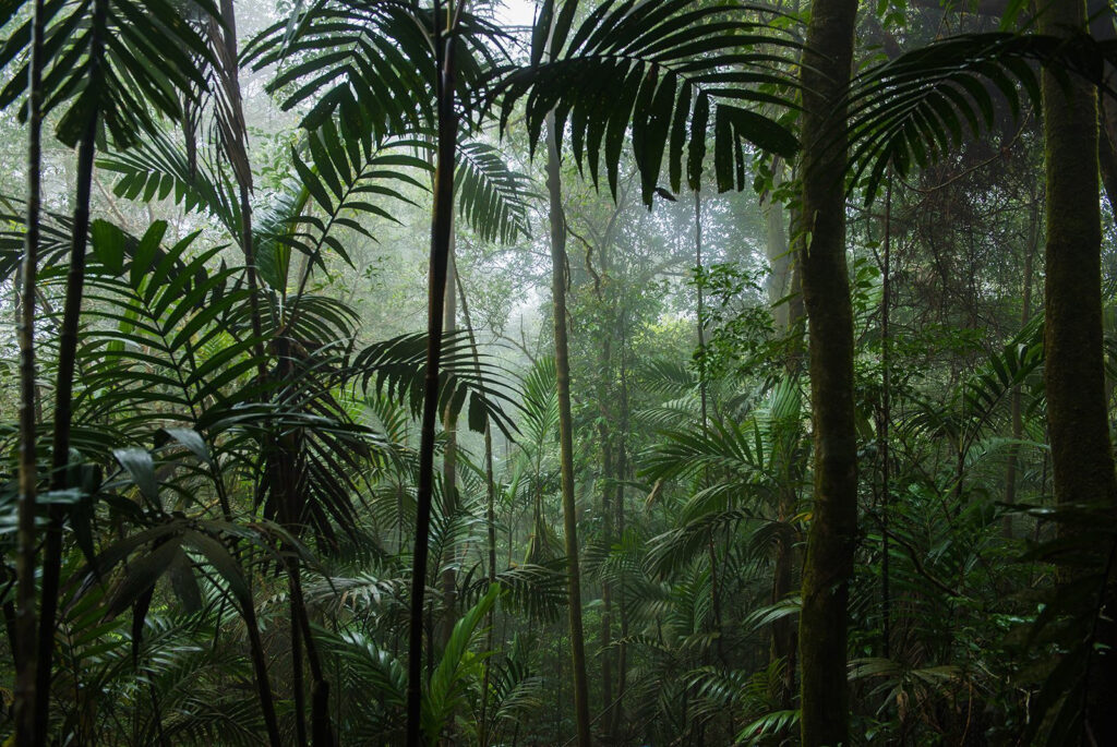Tussen hoge junglepalmen — volledig ontwerp