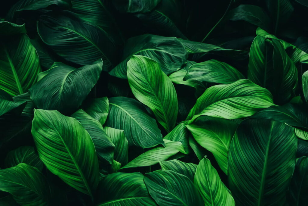 Groep grote groene bladeren — volledig ontwerp