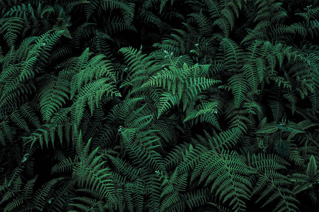 Groene varens in schaduw — volledig ontwerp