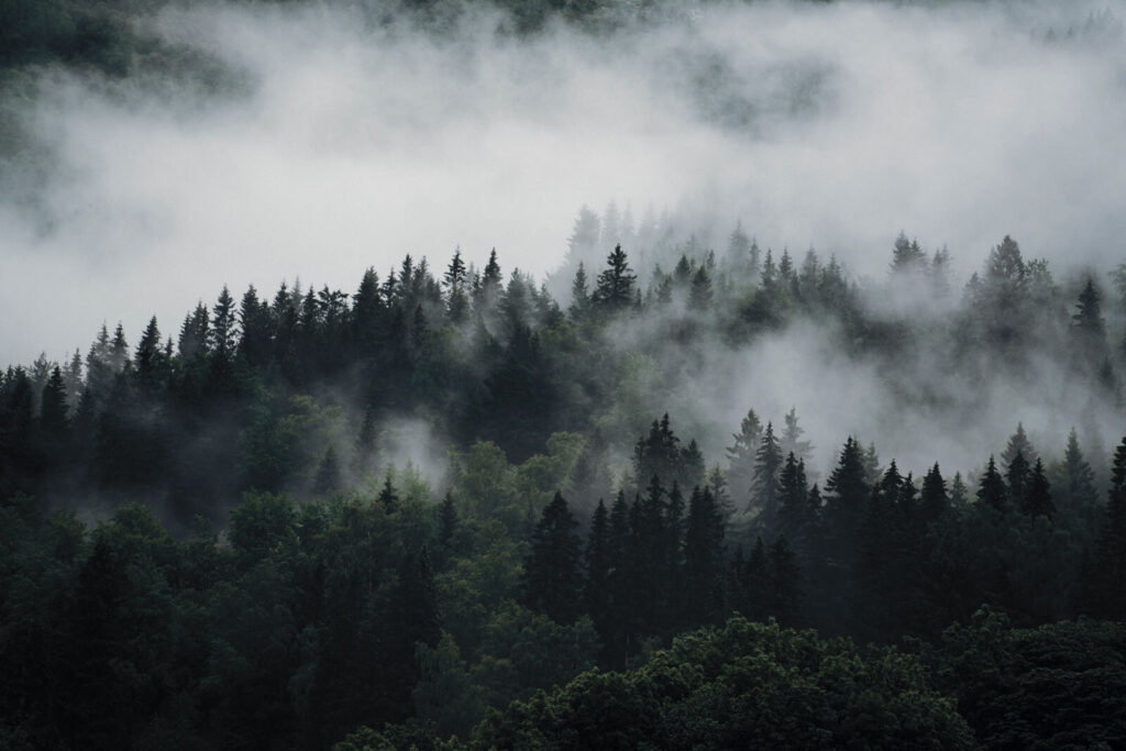 Mist over donkere kruinen — volledig ontwerp