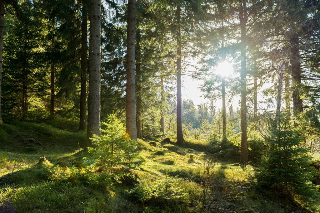 Zonlicht op groen mos — volledig ontwerp
