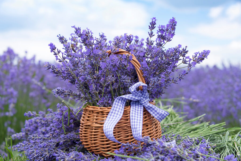 Lavendel in een rietenmand — volledig ontwerp