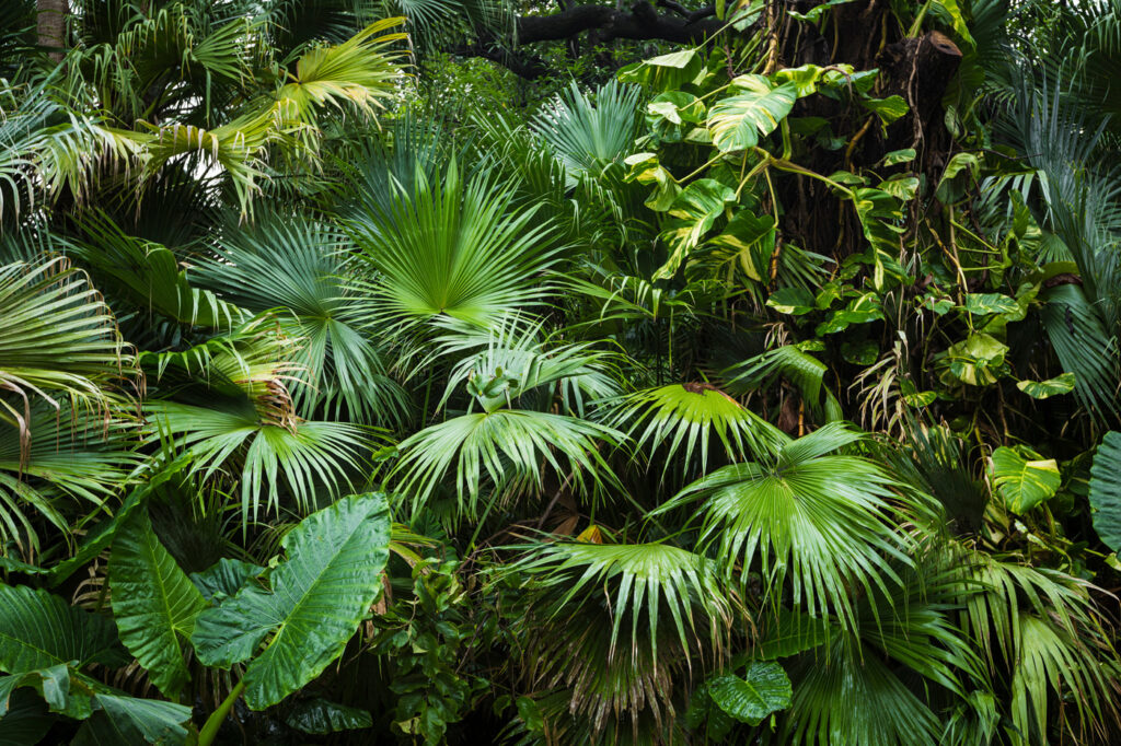 Een waterval van jungleblad — volledig ontwerp