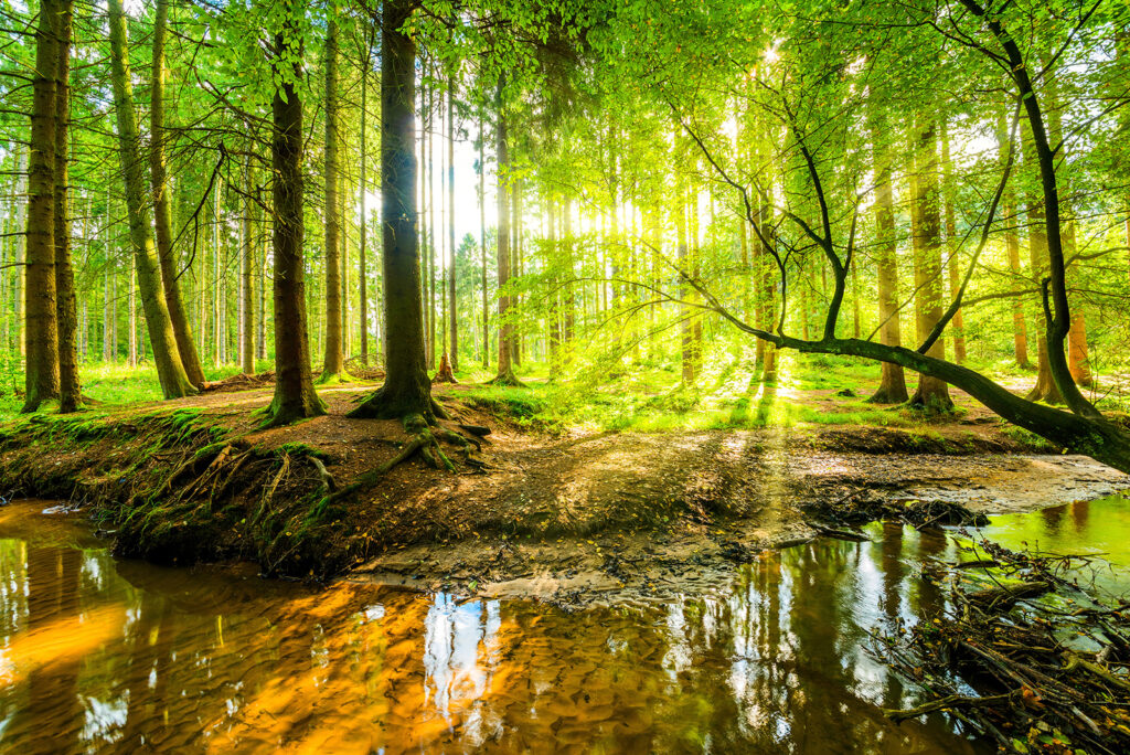 Beek in een bos — volledig ontwerp