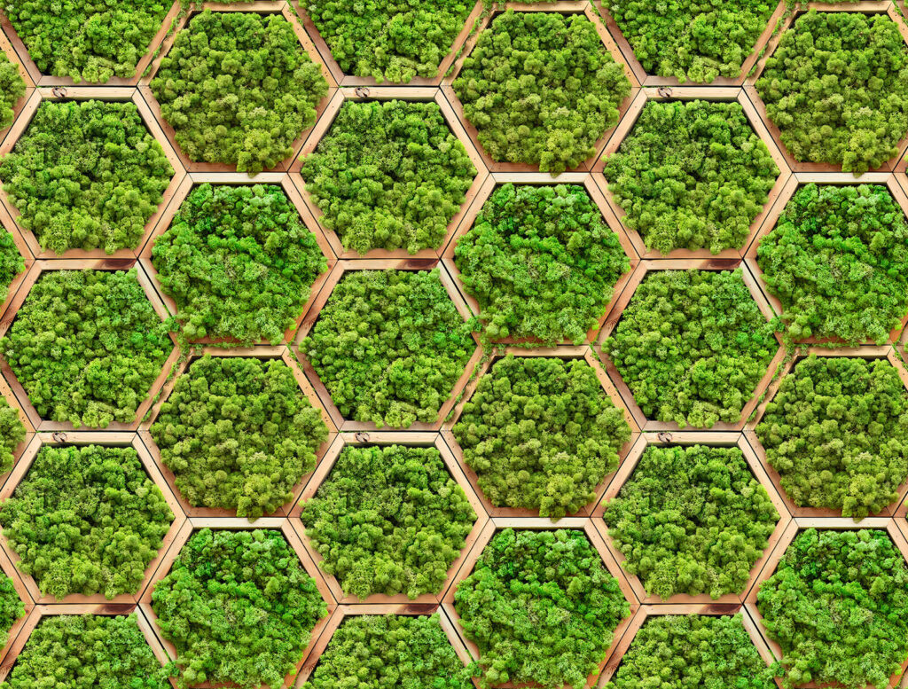 Mos in houten zeshoeken — volledig ontwerp