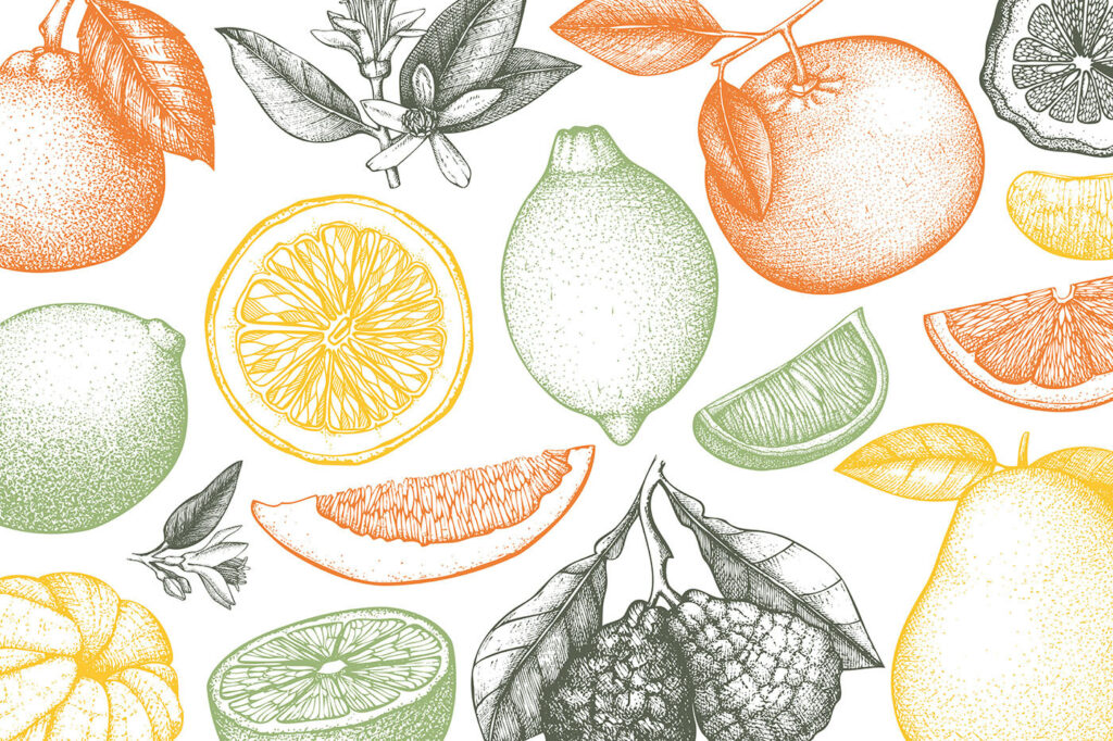 Citrusvruchten in fijne tekenlijnen — volledig ontwerp