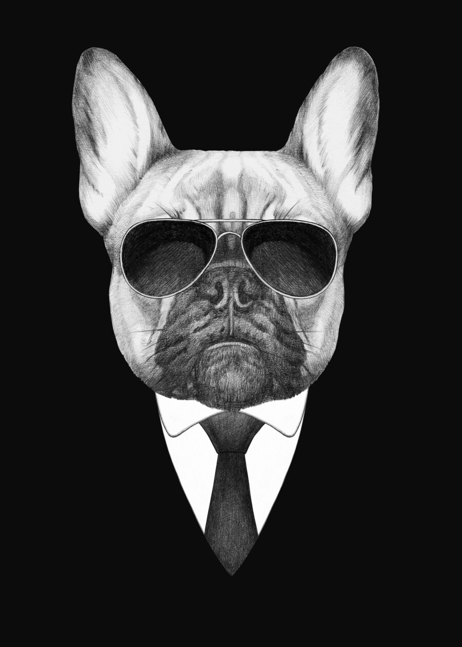 Buldog draagt een pak — volledig ontwerp