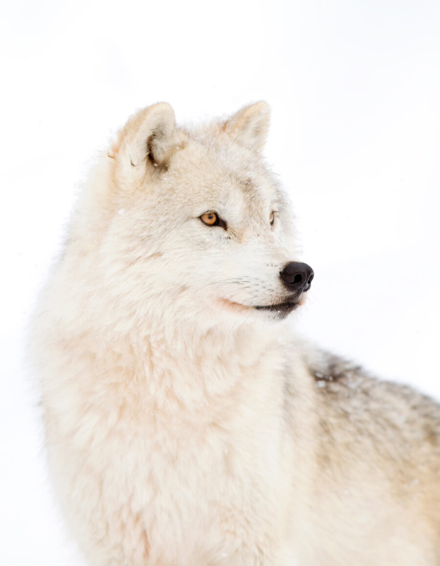 Witte wolf van dichtbij — volledig ontwerp
