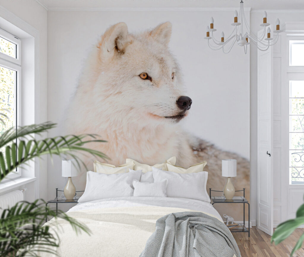 Witte wolf van dichtbij — interieur 1