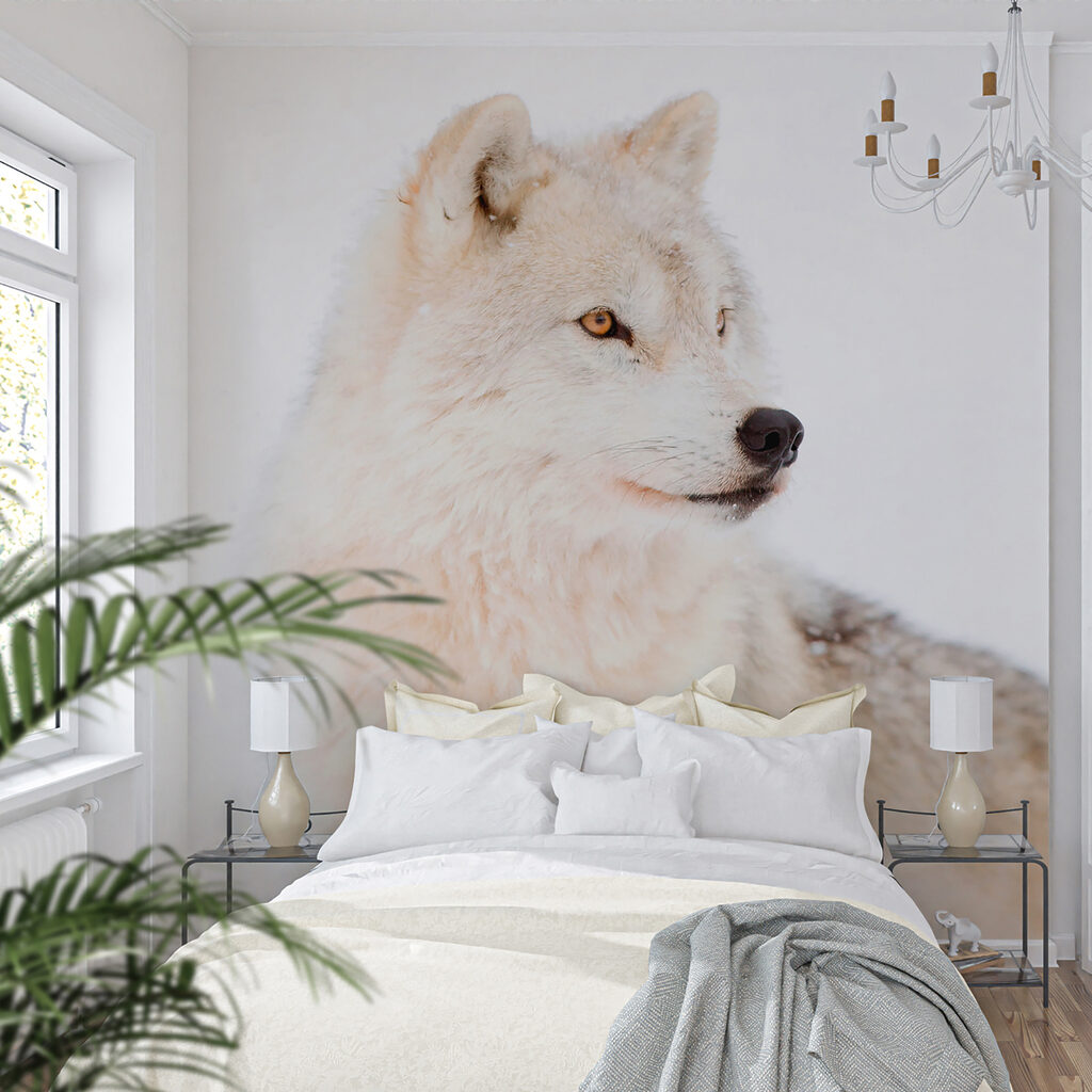 Witte wolf van dichtbij — interieur 4