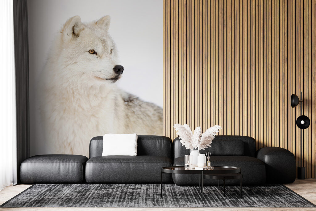 Witte wolf van dichtbij — interieur 5