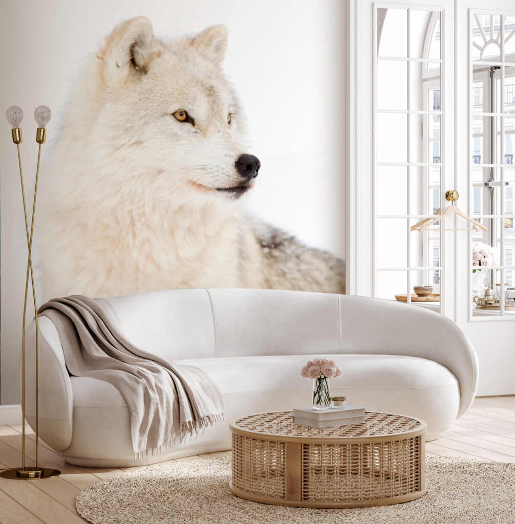 Witte wolf van dichtbij — interieur 2