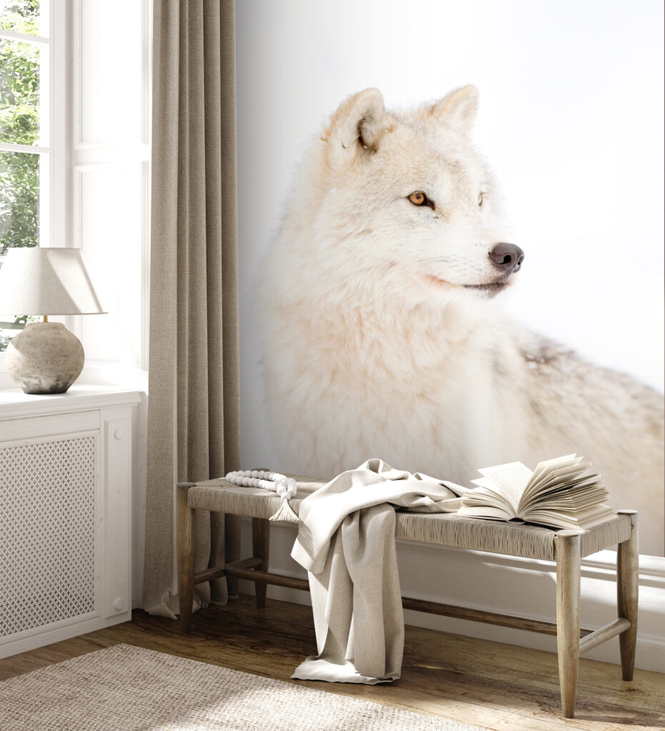 Witte wolf van dichtbij — interieur 3