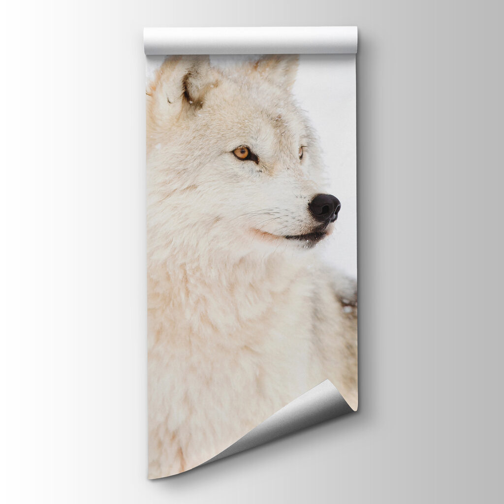 Witte wolf van dichtbij — productweergave