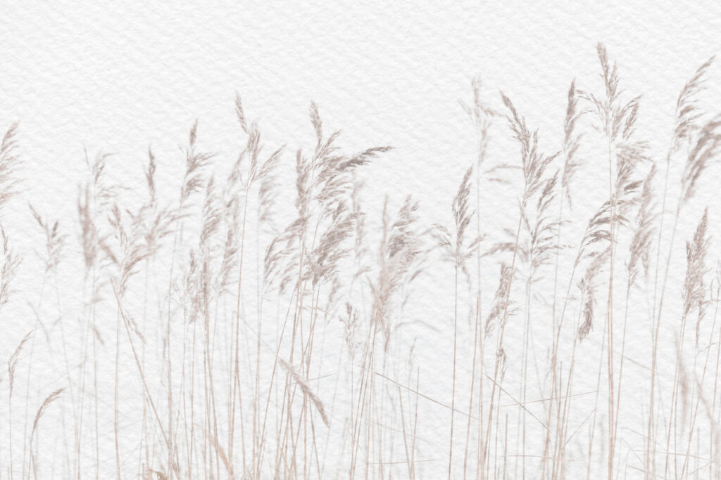 Rietpluimen in bleke aquarel — volledig ontwerp