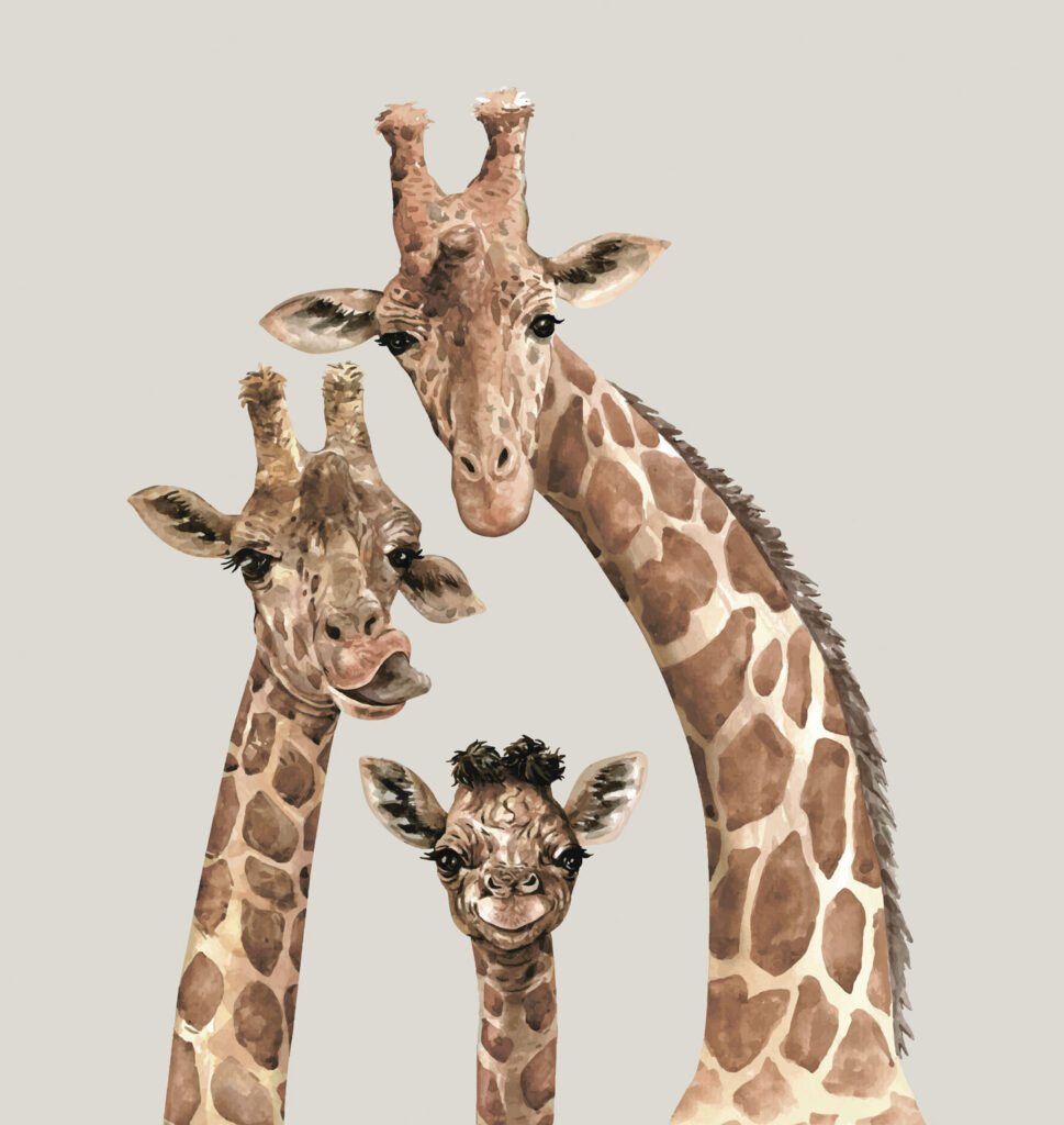 Drie giraffen kijken mee — volledig ontwerp