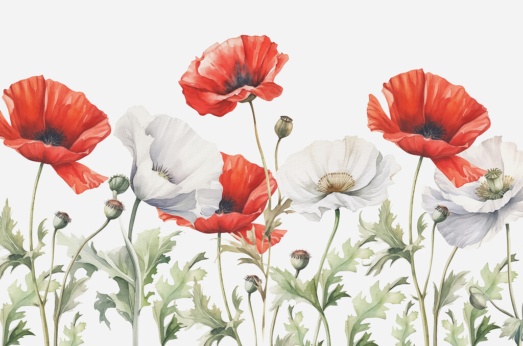Rode en witte klaprozen — volledig ontwerp