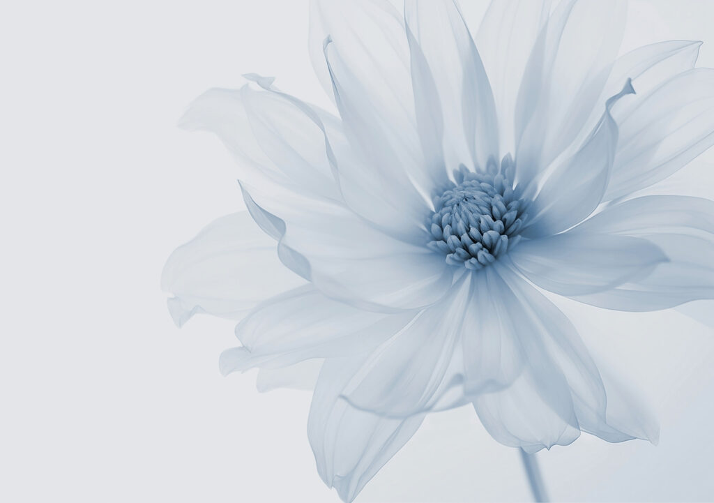 IJsbloem op lichtgrijs — volledig ontwerp