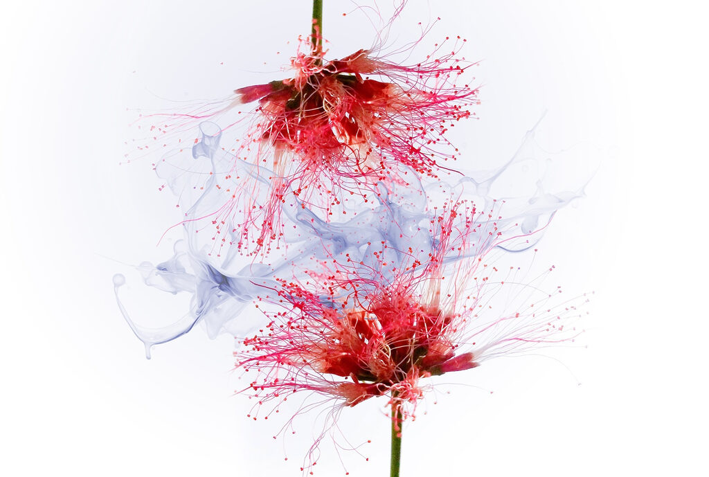 Levendige bloemen tegen een zachte achtergrond — volledig ontwerp