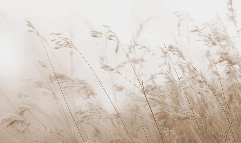Grassen in de wind — volledig ontwerp