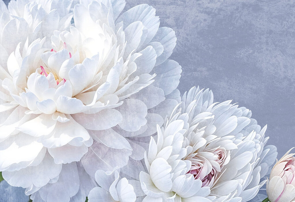 Witte pioenen op lavendel — volledig ontwerp