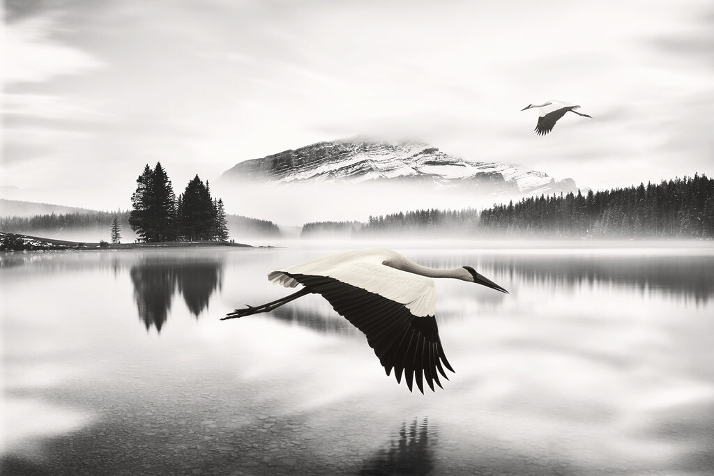 Vogels boven zwartwit water — volledig ontwerp